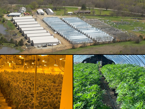 OBN: Henryetta Bust Nets 42,000 Plants, 28 Workers Detained At Illegal Marijuana Growing Operation