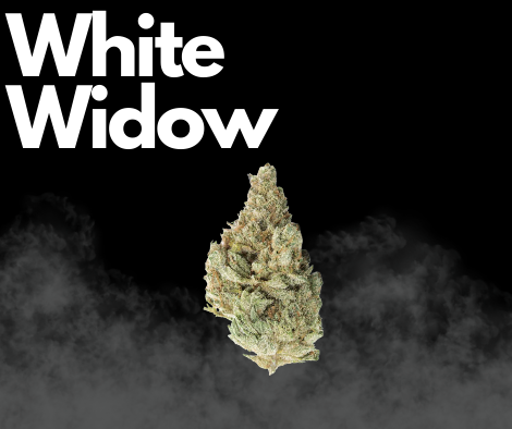 White Widow Strongest Indica Strains
