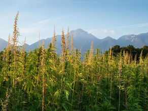 Revolutionary Breakthrough: USDA Endorses THC-Free, Genetically Engineered Hemp for U.S. Cultivation
