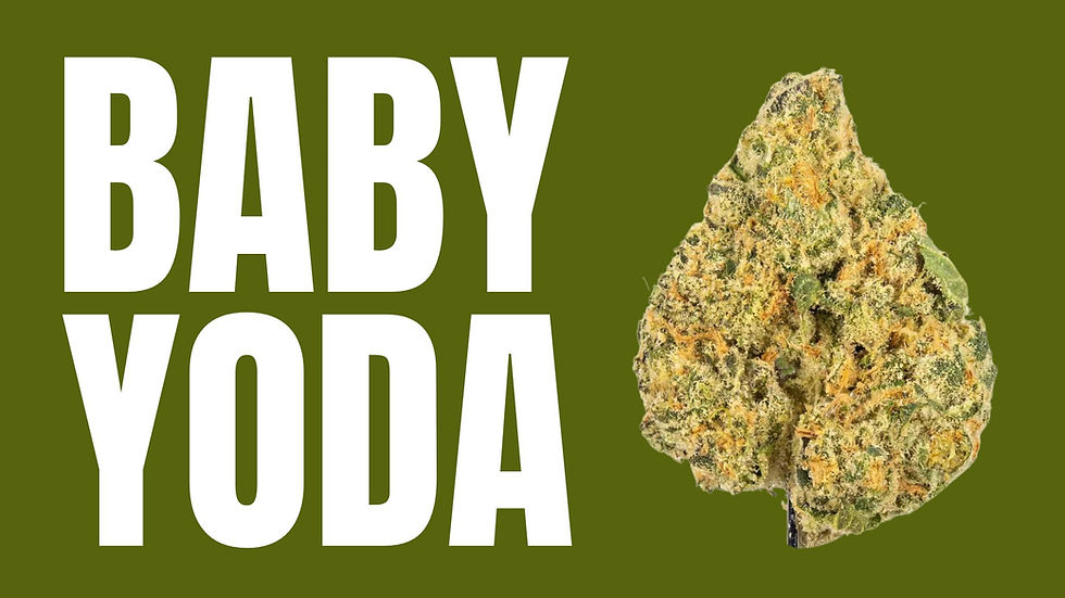 Baby Yoda Weed Strain The Force Is Strong With This One Baby Yoda Weed Strain The Force Is Strong With This One