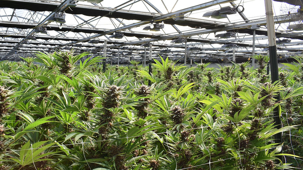 What “Natural” Actually Means in Cannabis