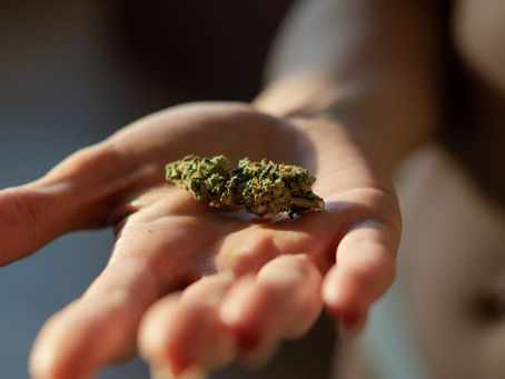 Indica Vs Sativa Vs Hybrid - A Comparison of the Different Strains & Their Effects