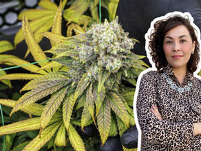 Cannascience: Perimenopause, Cannabis, Herbs and Whole Plant Support for Women