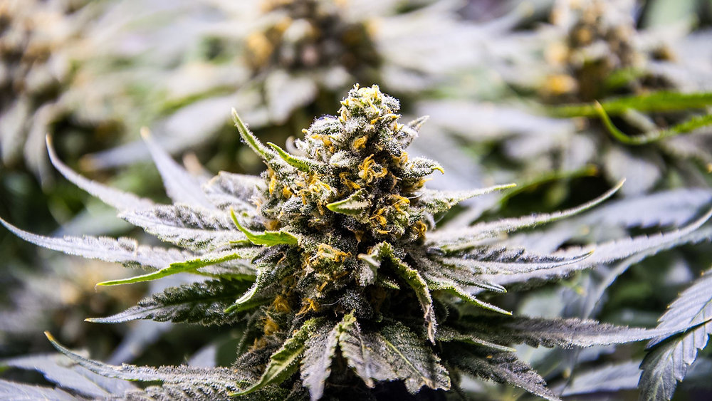 Bud Rot: Croptober's Worst Nightmare