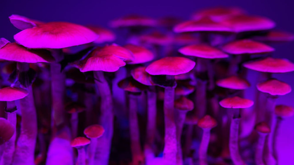 How Long Does a Shroom Trip Last?