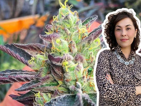 Cannascience: Cannabinoids and the Central Nervous System: Let's Get to Repairing