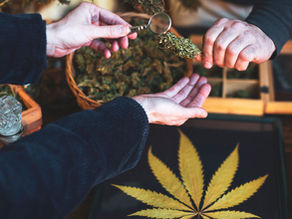 New Perspectives on the Cannabis Relief for Fibromyalgia: Beyond Symptom Management