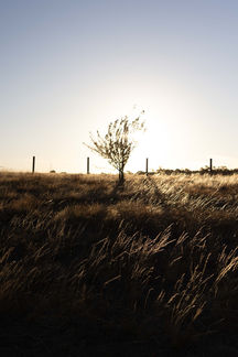Silhouetted tree in field at sunset