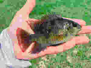 Florida invasive species - spotted Tialpia