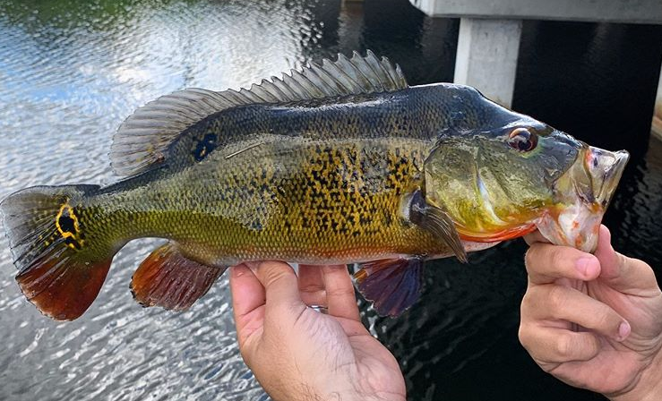 Dark colored Florida peacock bass