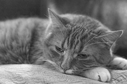 old cat