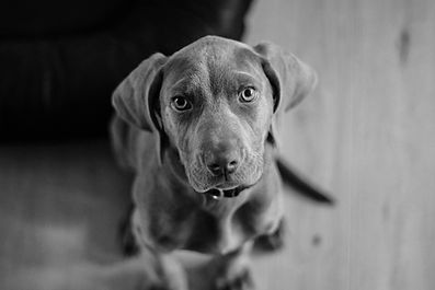 puppy