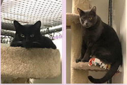 Ebony and Smokey