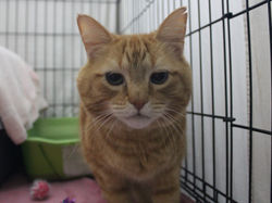 Cheddar