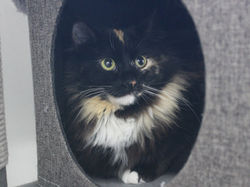 Esmeralda