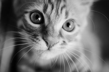 Kitten