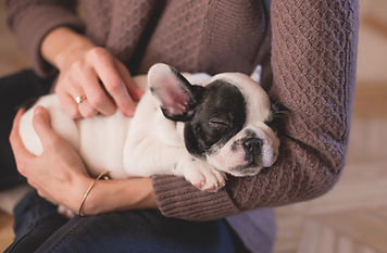 Owner holding puppy