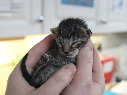 Kitten 4.png