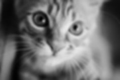kitten