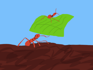 Blog #4: Ethology