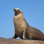 sea lion proud.JPG