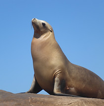 sea lion proud.JPG