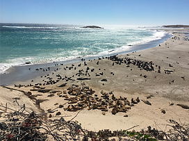 sea lions beach.png