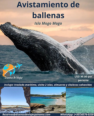 avistamiento de ballenas 2025_edited.jpg