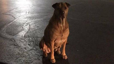 Se hace pasar por un perro callejero para que le den hamburguesas de McDonald's