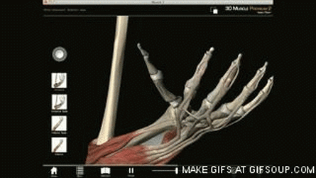WRIST.gif