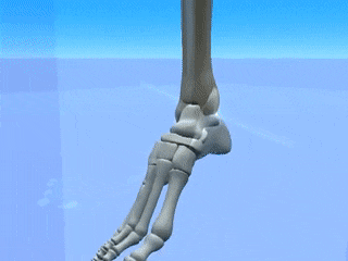 ANKLE.gif