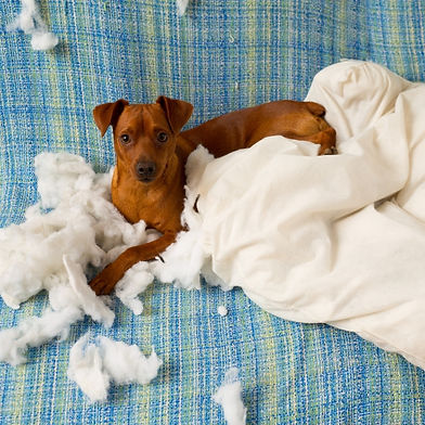 Dog causing destruction with a ripped up pillow