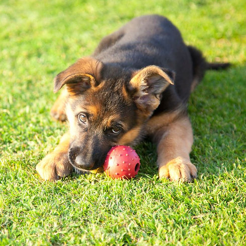 Puppy with red ball.jpg