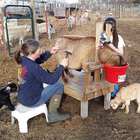 Brushing out Goats.jpg