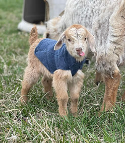 goat sweater.jpeg