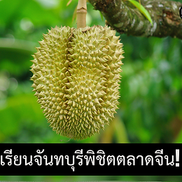 เผยกลยุทธ์ลับ! ทุเรียนจันทบุรีพิชิตตลาดจีน ดีลหมื่นล้าน เทคโนโลยีล้ำยุคที่คุณไม่ควรพลาด!