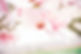magnolie_edited_edited.jpg