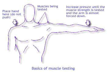 muscletesting.gif