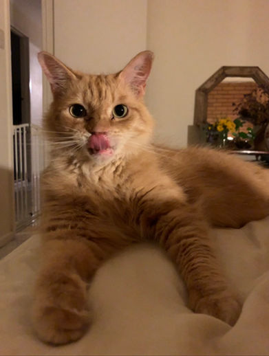 Ginger cat with tongue out