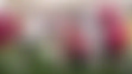 How often do HBCU football players make it to the NFL?