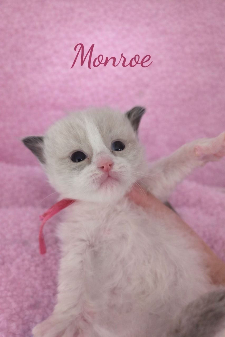 Monroe at 3 weeks old