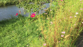 オーダーメイドのアロマ&ハーブ講座