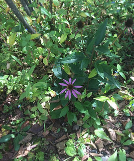 IMG_2224.jpeg