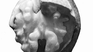 È la natura che assomiglia all'uomo o l'uomo alla natura?