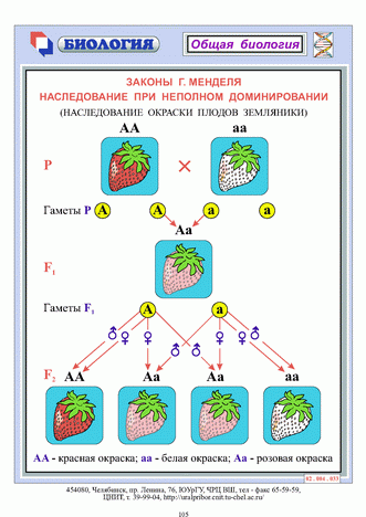 Законы Менделя.Наследование при неполном