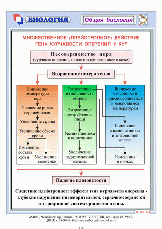 Множественное действие гена курчавости о