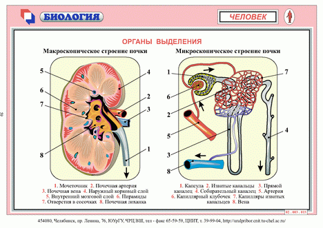 органы выделения.gif
