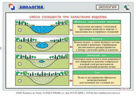 Смена сообществ при зарастании водоема.gif
