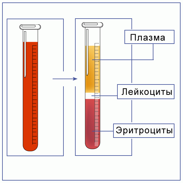 фракции крови.gif