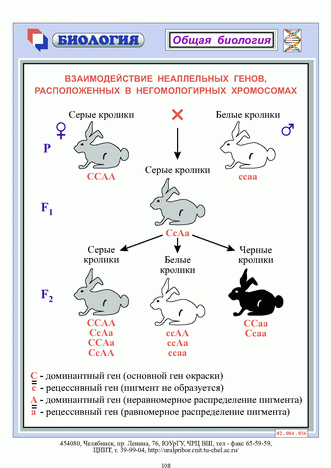 Взаимодействие неаалельных генов.Располо